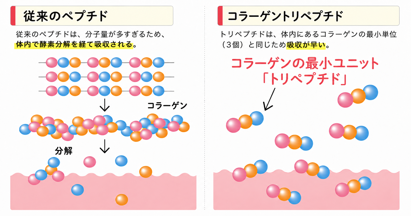 分子量500の極小コラーゲンに着目